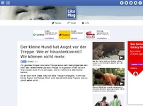 Bild zum Artikel: Der kleine Hund hat Angst vor der Treppe. Wie er hinunterkommt? Wir können nicht mehr.