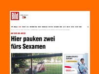 Bild zum Artikel: Auf der Uni-Wiese - Hier pauken zwei fürs Sexamen