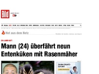 Bild zum Artikel: Ein Jahr Haft - Mann überfährt 9 Entenküken mit Rasenmäher