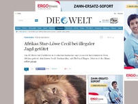 Bild zum Artikel: Für 50.000 Euro: Afrikas Star-Löwe Cecil bei illegaler Jagd getötet