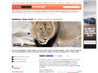 Bild zum Artikel: Getöteter Löwe Cecil: Ein Jäger wird zur Hassfigur