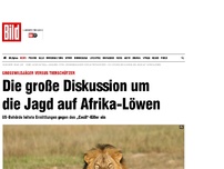 Bild zum Artikel: Pro und Contra - Die große Diskussion um die Jagd auf Löwen