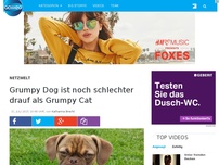 Bild zum Artikel: Grumpy Dog ist noch schlechter drauf als Grumpy Cat