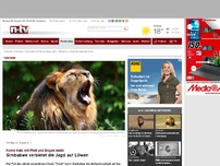 Bild zum Artikel: Keine Hatz mit Pfeil und Bogen mehr: Simbabwe verbietet die Jagd auf Löwen