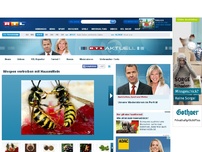 Bild zum Artikel: Wespen vertreiben mit Hausmitteln - RTL.de