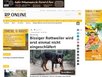 Bild zum Artikel: Duisburg - Bissiger Rottweiler wird erst einmal nicht eingeschläfert