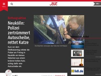 Bild zum Artikel: Polizei zertrümmert Autoscheibe, um Katze zu retten