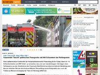 Bild zum Artikel: Feuerwehr 'löscht' polnischen Transporter mit 460 Schweinen bei Reifenpanne