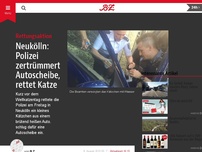Bild zum Artikel: Neukölln: Polizei zertrümmert Autoscheibe, rettet Katze