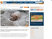 Bild zum Artikel: Lebendig vergraben - 
Tierquäler will Dogge in Bauschutt ersticken