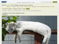 Bild zum Artikel: Weltkatzentag: 13 Gründe, warum Katzen glücklich machen