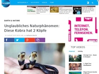 Bild zum Artikel: Unglaubliches Naturphänomen: Diese Kobra hat 2 Köpfe