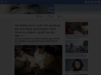 Bild zum Artikel: Die Katze kann nicht mit ansehen, wie das Baby geschlagen wird. Ohne zu zögern greift sie sofort ein