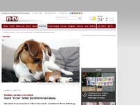 Bild zum Artikel: Tierliebe auf den ersten Blick: Hund 'Killer' rettet Eichhörnchen-Baby