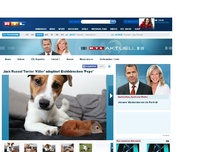 Bild zum Artikel: Jack Russel Terrier 'Killer' adoptiert Eichhörnchen 'Pepe' - RTL.de