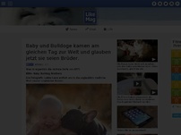 Bild zum Artikel: Baby und Bulldoge kamen am gleichen Tag zur Welt und glauben jetzt sie seien Brüder.
