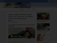 Bild zum Artikel: Dieser Golden Retriever liebt 8 Vögel und 1 Hamster. Die Bilder davon sind der Hammer.