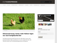Bild zum Artikel: Klimaerwärmung: Immer mehr Hühner legen nur noch hartgekochte Eier