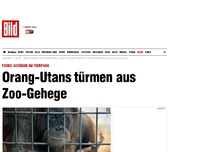 Bild zum Artikel: Polizei im Einsatz - Affen aus Duisburger Zoo ausgebrochen