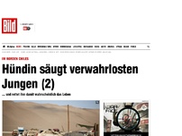 Bild zum Artikel: Im Norden Chiles - Trächtige Hündin säugte verwahrlosten Jungen (2)