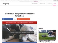 Bild zum Artikel: Ein Pitbull adoptiert verlassene Kätzchen.