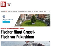 Bild zum Artikel: Riesen- Seewolf! - Japanischer Fischer fängt Grusel-Fisch