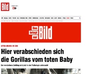 Bild zum Artikel: Affen-Drama im Zoo - Gorillas verabschieden sich vom toten Baby