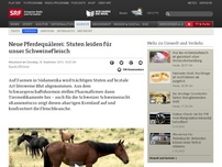 Bild zum Artikel: Neue Pferdequälerei: Stuten leiden für unser Schweinefleisch