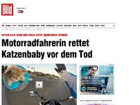 Bild zum Artikel: Dramatisches Video - Bikerin rettet Katzenbaby vor dem Tod