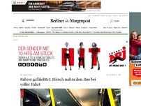 Bild zum Artikel: Wildwechsel: Fahrer geflüchtet: Hirsch nahm den Bus bei voller Fahrt