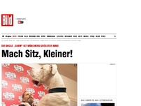 Bild zum Artikel: Münchens größter Hund - Mach Sitz, Kleiner!