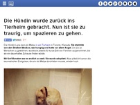 Bild zum Artikel: Die Hündin wurde zurück ins Tierheim gebracht. Nun ist sie zu traurig, um spazieren zu gehen.