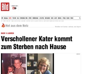 Bild zum Artikel: Nach 14 Jahren - Verschollener Kater kommt zum Sterben heim