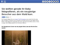 Bild zum Artikel: Sie wollten gerade ihr Baby fotografieren, als ein neugierige Besucher aus dem Wald kam.