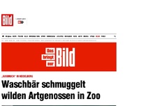 Bild zum Artikel: Nach „Ausbruch' - Waschbär schmuggelt wilden Artgenossen in Zoo
