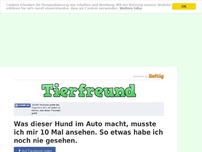 Bild zum Artikel: Was dieser Hund im Auto macht, musste ich mir 10 Mal ansehen. So etwas habe ich noch nie gesehen.