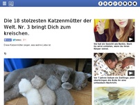 Bild zum Artikel: Die 18 stolzesten Katzenmütter der Welt. Nr. 3 bringt Dich zum kreischen.