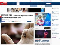 Bild zum Artikel: Wegen des milden Wetters - Beißende Zehn-Zentimeter-Spinnen suchen deutsche Wohnungen heim