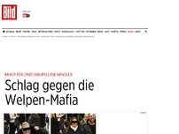 Bild zum Artikel: Knast-Urteil - Schlag gegen die Welpen-Mafia