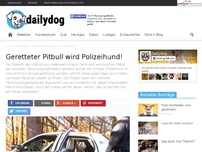 Bild zum Artikel: Geretteter Pitbull wird Polizeihund!