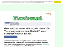 Bild zum Artikel: Geschockt schauen alle zu, wie diese 200 Tiere langsam sterben. Doch 6 Frauen schreiten endlich...