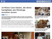 Bild zum Artikel: 16 Maine Coon Katzen, die deine Samtpfoten wie Winzlinge aussehen lassen.