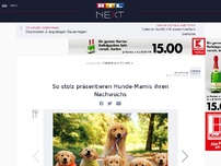 Bild zum Artikel: So stolz präsentieren Hunde-Mamis ihren Nachwuchs