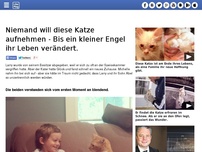 Bild zum Artikel: Niemand will diese Katze aufnehmen - Bis ein kleiner Engel ihr Leben verändert.