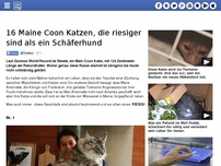 Bild zum Artikel: 16 Maine Coon Katzen, die riesiger sind als ein Schäferhund