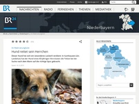 Bild zum Artikel: Im Wald verunglückt: Hund rettet sein Herrchen