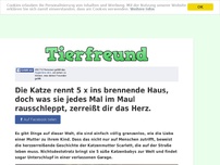 Bild zum Artikel: Die Katze rennt 5 x ins brennende Haus, doch was sie jedes Mal im Maul rausschleppt, zerreißt...