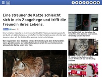 Bild zum Artikel: Eine streunende Katze schleicht sich in ein Zoogehege und trifft die Freundin ihres Lebens.
