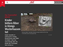 Bild zum Artikel: Kinder böllern Biber in Königs Wusterhausen tot