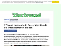 Bild zum Artikel: 17 treue Hunde die in finsterster Stunde bei ihren Herrchen bleiben.